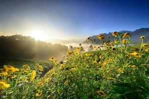 flores amarillas y luz del sol de la mañana foto