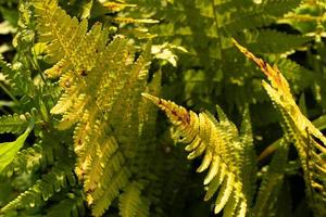 Green background leaves of the fern plant. photo