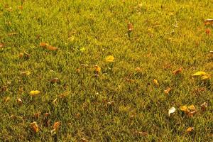 Abstract background green lawn with fallen leaves. photo