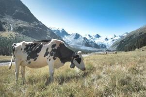 Cow grazing in the Swiss Alps photo