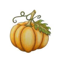 Pumpkin pencil sketch, orange pumpkin with leaf. Autumn element for Halloween design. Illustration. photo