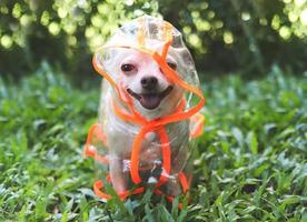 chihuahua dog wearing rain coat hood standing on green grass in the garden. Smiling with hood cover part of his face. photo