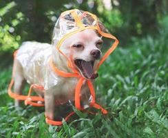 yawning chihuahua dog wearing rain coat hood standing on green grass in the garden. photo