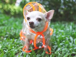 chihuahua dog wearing rain coat hood standing on green grass in the garden. photo