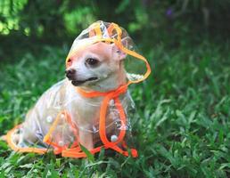 chihuahua dog wearing rain coat hood sitting on green grass in the garden. looking away. photo