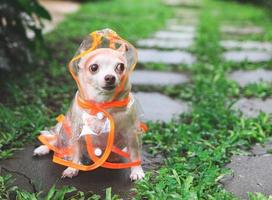 brown short hair chihuahua dog wearing rain coat hood sitting  on wet cement tile  in the garden, looking sideway at copy space. photo