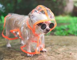 brown short hair chihuahua dog wearing sunglasses and  rain coat hood standing  on cement floor  in the garden, looking away. photo