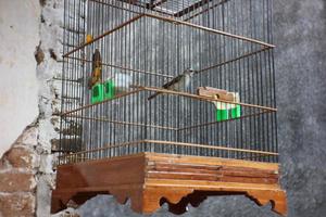 Hanging bird cage that made from wood and bamboo materials. photo