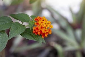 Orange and yellow West Indian Lantana bloom in the garden on blur nature background. Is a Thai herb. photo