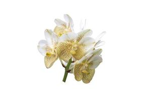 Yellow and white Orchid Vanda flower isolated on white background included clipping path. photo