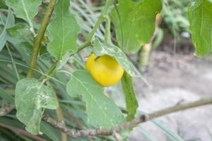 Yellow Eggplant on the tree is a vegetable used for cooking. photo
