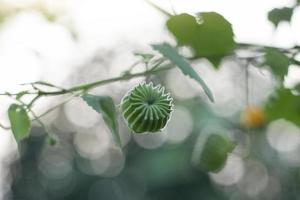 Indian Mallow, Chinese bell flower, Country mallow or Abutilon indicum on tree in the garden is a Thai herb. photo