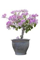 Pink and white Bougainvillea flower bloom in brown pot isolated on white background included clipping path. photo