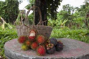 Agriculturist harvested rambutan and mangosteen fruits in the garden has a delicious sweet taste on nature background. photo