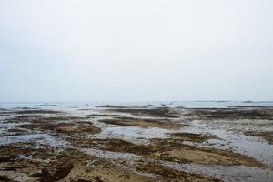 Seascape in Brittany, France. Seaweeds on a bay photo