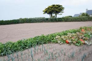 Piece of land with growing vegetables, onions and pumpkins. France photo