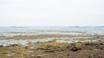 Seascape during low tide. Green seaweed. Brittany, France photo