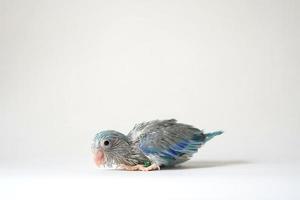 Forpus baby bird newborn Blue pied color 26 day old standing on white background, it is the smallest parrot in the world. photo