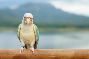 Green cheek conure turquoise pineapple turquoise cinnamon and opaline mutations color on the sky and mountain background, the small parrot of the genus Pyrrhura, has a sharp beak. photo