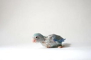 Forpus baby bird newborn Blue pied color 26 day old standing on white background, it is the smallest parrot in the world. photo