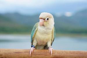 Green cheek conure turquoise pineapple turquoise cinnamon and opaline mutations color on the sky and mountain background, the small parrot of the genus Pyrrhura, has a sharp beak. photo