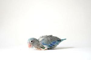 Forpus baby bird newborn Blue pied color 26 day old standing on white background, it is the smallest parrot in the world. photo