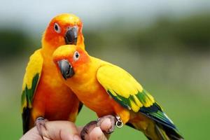 2 sol conure o pareja de pájaros hermosa, loro mirando a la cámara, tiene amarillo sobre fondo verde borroso aratinga solstitialis mascota exótica adorable, nativo de amazon foto