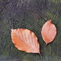 Two Beech leaves photo