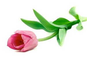 Beautiful Tulip flowers photo