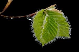 Beech leaves in the spring photo