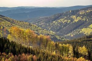 A Spring treetops photo