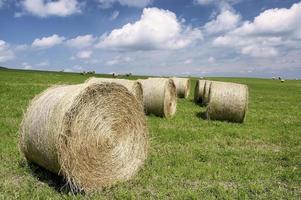 Silage in the meadow photo