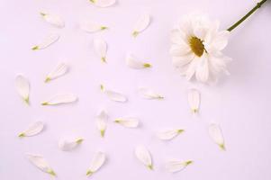 white flower with petals photo