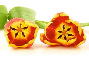 dos hermosos de tulipanes foto