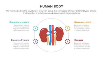 concepto de infografía de anatomía humana de riñones para presentación de diapositivas con información de datos de lista de 4 puntos vector