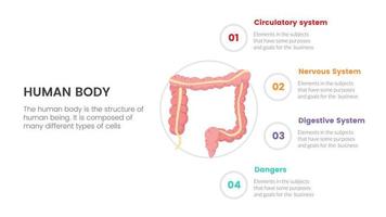 concepto de infografía de anatomía humana del intestino para presentación de diapositivas con información de datos de lista de 4 puntos vector