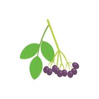 A branched blueberry is shown in a vector illustration.