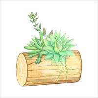 suculentas en una jardinera de madera natural. ilustración de acuarela vector