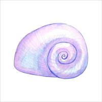 Watercolor purple  seashell , isolated vector