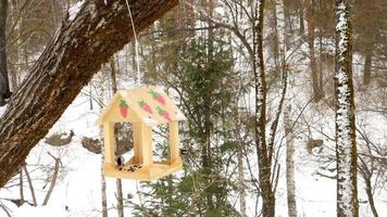 Birds eating seeds from the feeder, winter day video