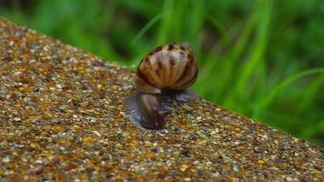 elica pomatia lumaca in movimento lentamente su il bagnato marciapiede video