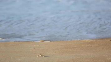 caranguejos estão rastejando correndo ao longo da praia arenosa video