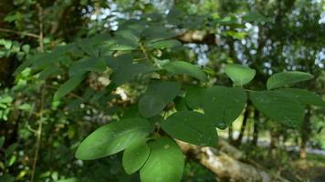 Close up branches of green leaves swaying by the wind under the shade of big trees in the forest. video