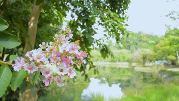 Schließen Sie einen Strauß lila Blumen, die sich im Sommer im Wind im Park wiegen. video