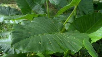 grupo de plantas de orejas de elefante o cocoyam bajo la cálida luz del sol de la mañana. video