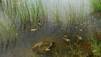 plastic verspilling gedekt met korstmos drijvend in natuurlijk vijver. milieu verontreiniging probleem. video