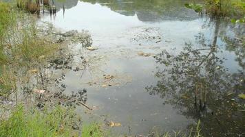 Plastic wastes and dirt floats in the natural pond. Trash and reeds in clear water. Water pollution. Reflection of trees on the water. video