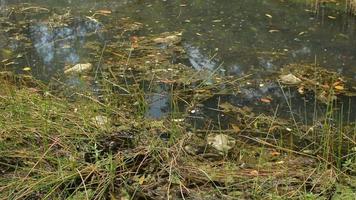 plast avfall och avlopp den där ackumulera i de naturlig dike med ruttnande växter. skräp och smuts blandad med vass i de vatten. vatten förorening. video