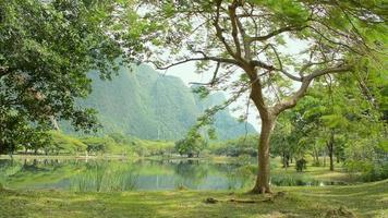 hermoso paisaje de parque público rodeado de árboles verdes alrededor de un estanque natural. video