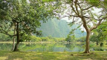 Scenery landscape of natural pond in the public park under morning sunlight during summer. video